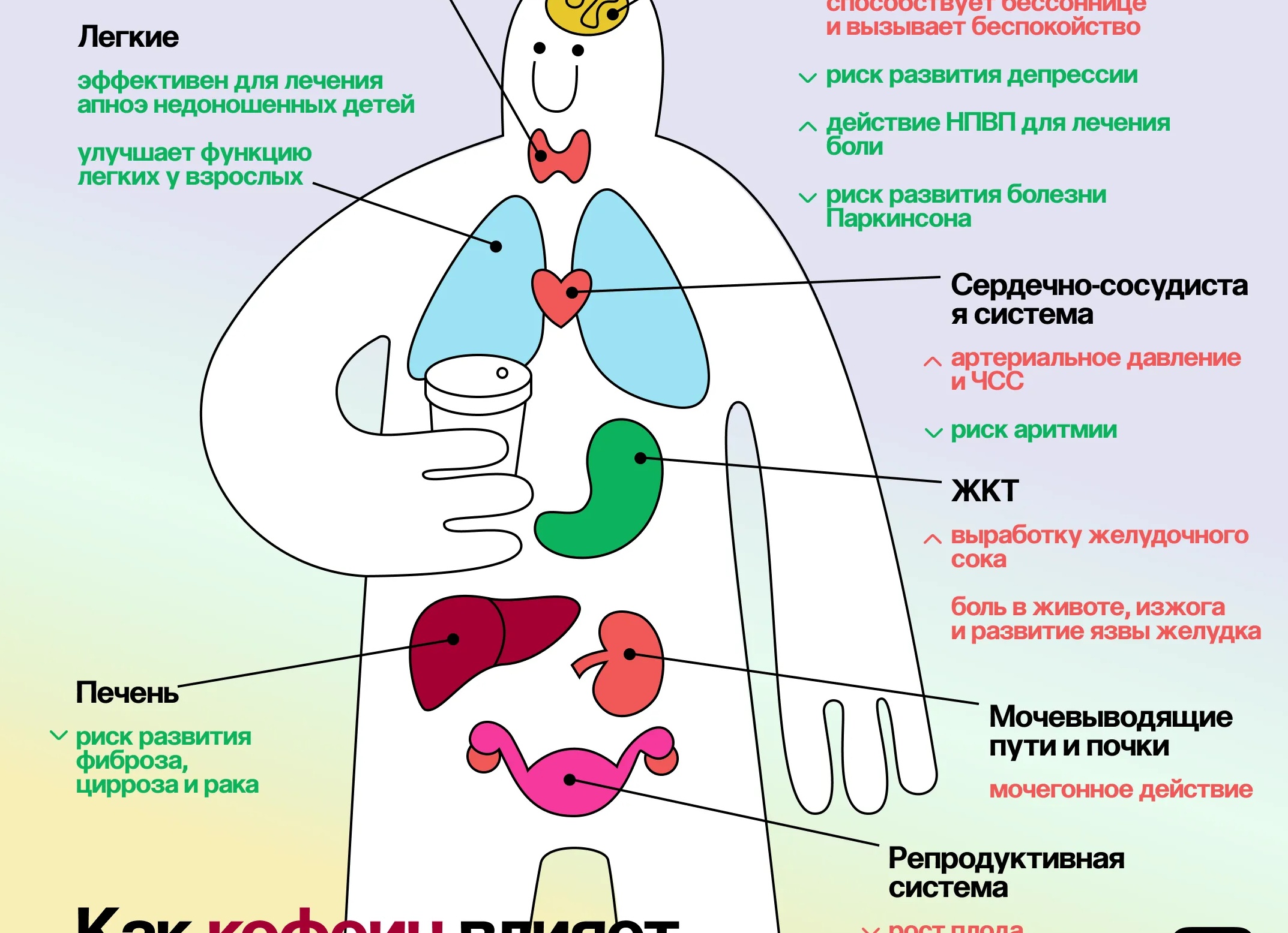 Как влияет кофе на организм, польза и вред напитка Как влияет кофе на организм, польза и вред напитка