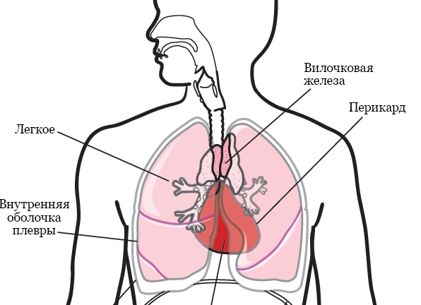 Влияние кофе на сердце: мнение медиков, можно ли пить напиток гипертоникам Влияние кофе на сердце: мнение медиков, можно ли пить напиток гипертоникам